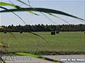 Guy Fanguy - Artist - Photographer - Guy Fanguy - Sugar Cane Farming - Louisiana (12).jpg Size: 47590 - 4